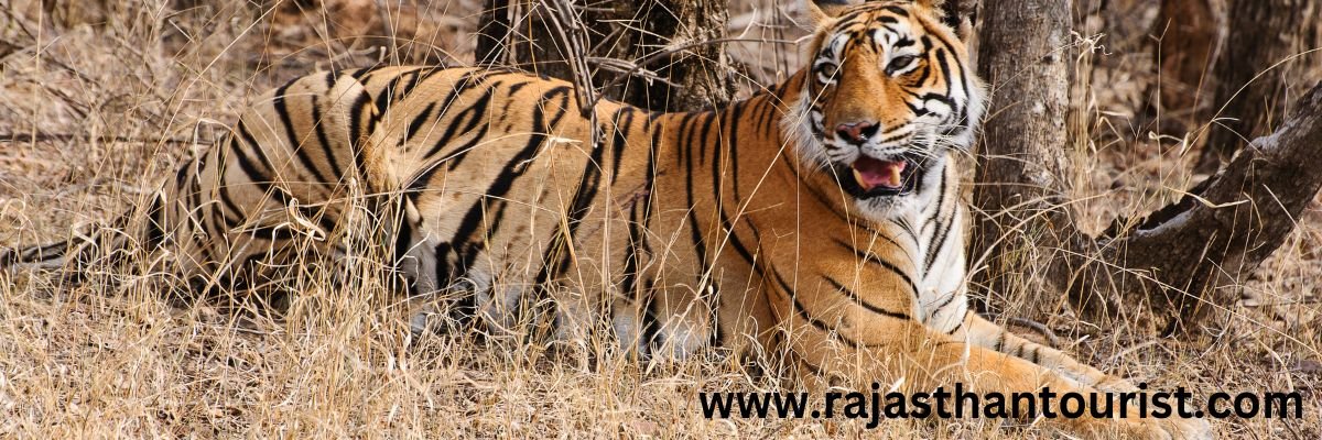 ranthambore tour package