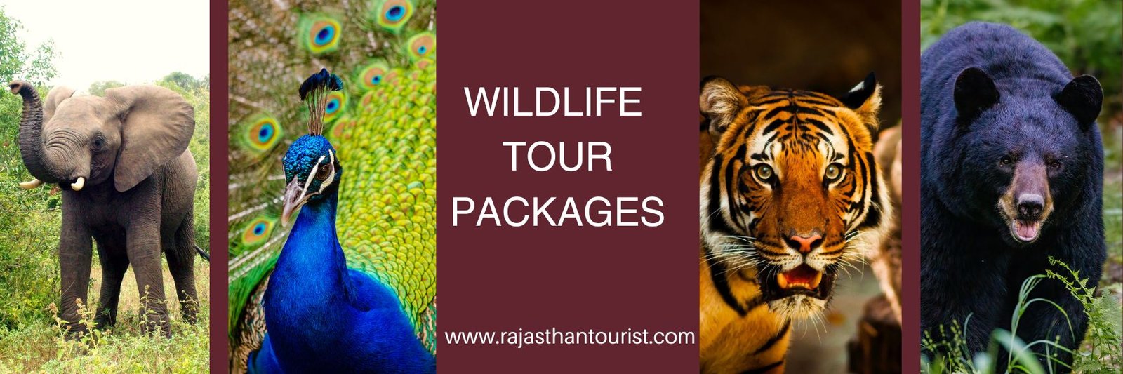 wildlife tour package